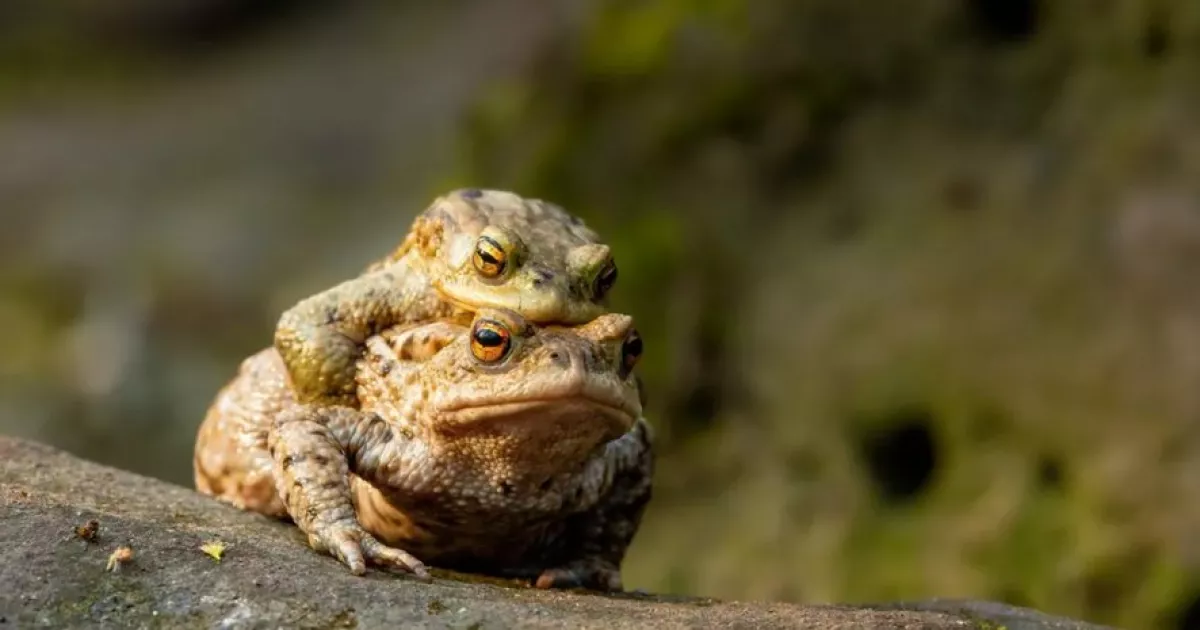 Апокаліпсис у Німеччині: тисячі жаб вибухнули — що сталося насправді
