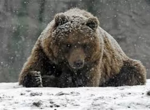 Ведмеді насправді не впадають у сплячку: чому тоді проводять зиму в барлігах
