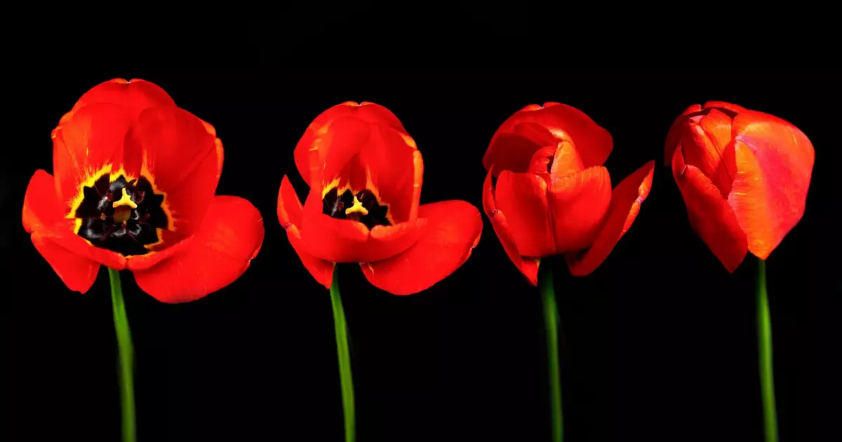 Квіти, що засинають і прокидаються: як рослини реагують на день і ніч