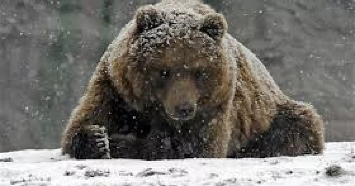 Ведмеді насправді не впадають у сплячку: чому тоді проводять зиму в барлігах