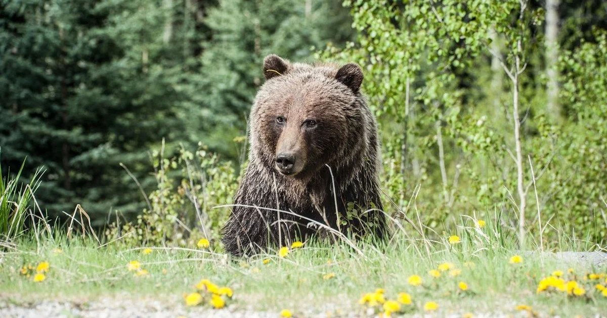 Не дали подрімати: дрон розбудив ведмедя під час весняного релаксу