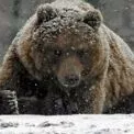 Ведмеді насправді не впадають у сплячку: чому тоді проводять зиму в барлігах