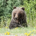 Не дали подрімати: дрон розбудив ведмедя під час весняного релаксу