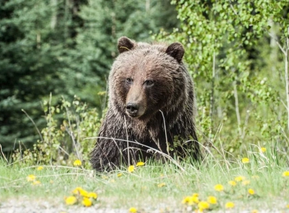 Не дали подрімати: дрон розбудив ведмедя під час весняного релаксу