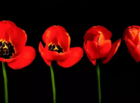 Квіти, що засинають і прокидаються: як рослини реагують на день і ніч