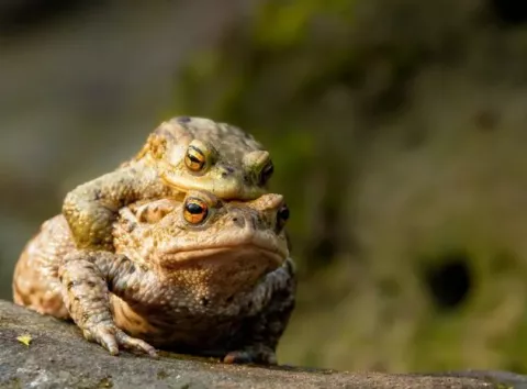 Апокаліпсис у Німеччині: тисячі жаб вибухнули — що сталося насправді